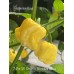 Morovars Yellow x 7-Pot SR Strain Pepper Seeds 