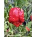 JAFSH Red