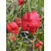 JAFSH Red