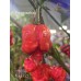 Naga F2.1 Pepper Seeds Naga F2.1 Pepper Seeds