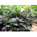 Royal Black