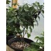 Purple UFO Pepper Seeds 