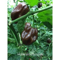 Habanero Chocolate Pepper Seeds
