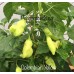 Colombian Aji Yellow Pepper Seeds 