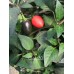 Chen 20 Pepper Seeds 