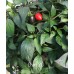 Chen 20 Pepper Seeds 