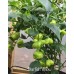 Starfish Yellow Pepper Seeds 