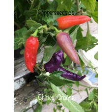 Chiriqui Grande Pepper Seeds