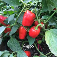 Aleppo Free Pepper Seeds 