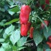 Aleppo Pepper Seeds 