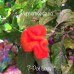 7-Pot Lava Red Pepper Seeds