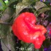 7-Pot Lava Red Pepper Seeds