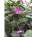 Naga Jolokia Purple