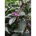 Pretty In Purple