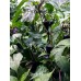 Czech Black Pepper Seeds 