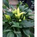 Spagna Pepper Seeds 