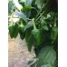 Anaheim Pepper Seeds 