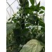 Anaheim Pepper Seeds 