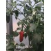 Serrano De Sol Pepper Seeds 