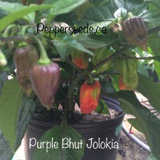 Bhut Jolokia Purple Pepper