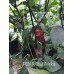 PDN X Bhut Jolokia