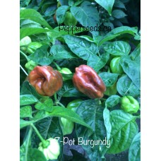 7-Pot Burgundy Pepper Seeds 