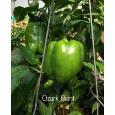 Ozark Giant