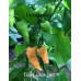 Peach Bhut Jami