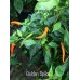 Golden Spike Pepper Seeds