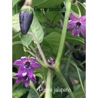 Purple Jalapeno