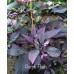 Purple Flash Pepper Seeds 