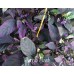 Purple Flash Pepper Seeds 