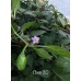 Chen 20 Pepper Seeds 