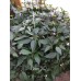 Chen 20 Pepper Seeds 
