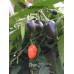 Chen 20 Pepper Seeds 