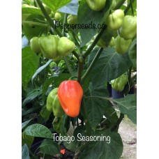 Tobago Seasoning Pepper Seeds