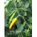 Large Orange Thai Pepper Seeds 
