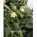 Large Orange Thai Pepper Seeds 