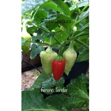 Ferenc Tender Pepper Seeds