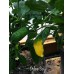 Del Sol Pepper Seeds 