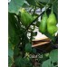 Del Sol Pepper Seeds 