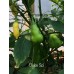 Del Sol Pepper Seeds 
