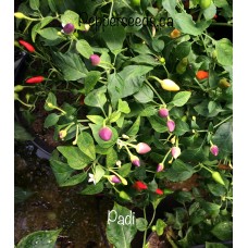 Padi
