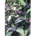 Maui Purple
