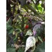 Flourescents Pepper Seeds 