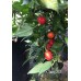 Chen 20 Pepper Seeds 