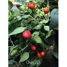 Chen 20 Pepper Seeds 