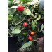Chen 20 Pepper Seeds 