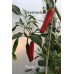 Fuszer Csipus Pepper Seeds