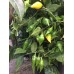 Limon